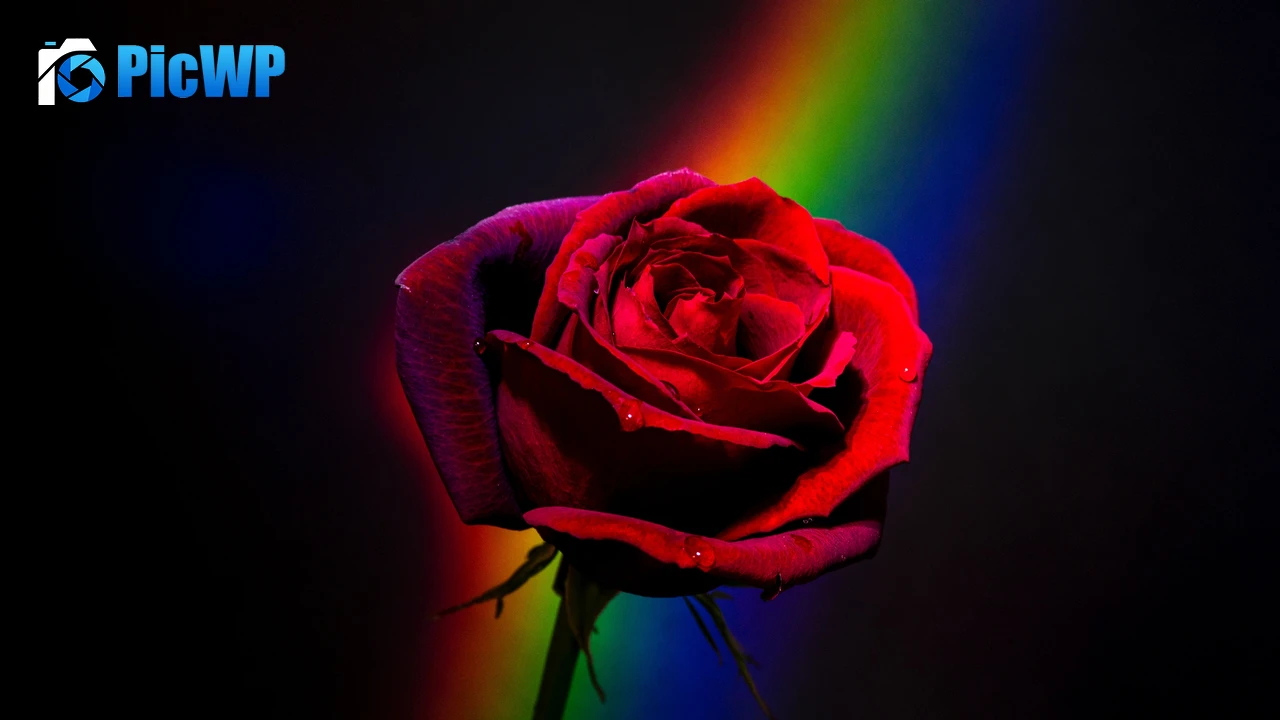 Red Rose Black background 4K PC Wallpaper
