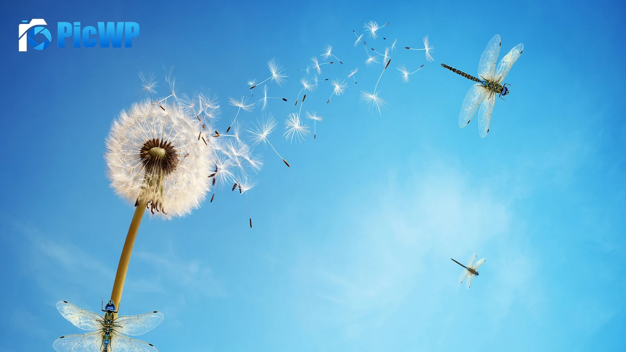 Dandelion flower White 4K PC Wallpaper
