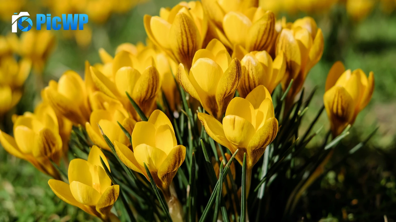 Yellow flowers Saffron Flowers 4K PC Wallpaper