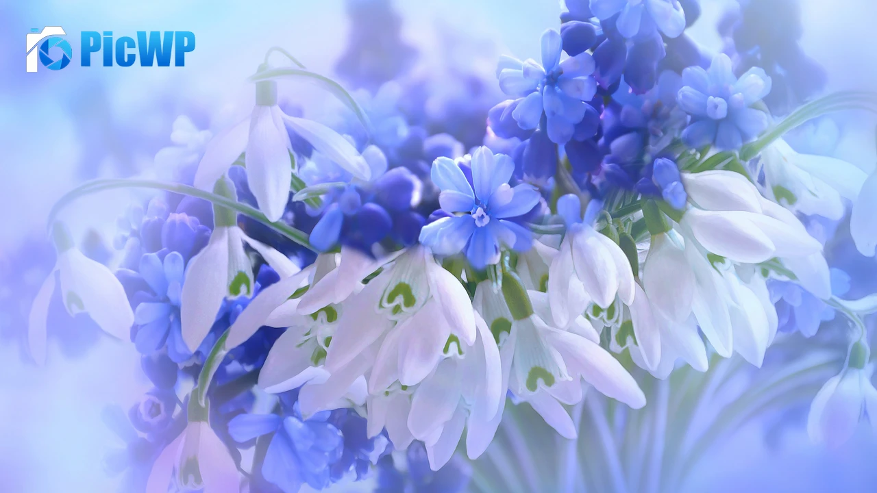 Blue flowers Hyacinth 4K PC Wallpaper