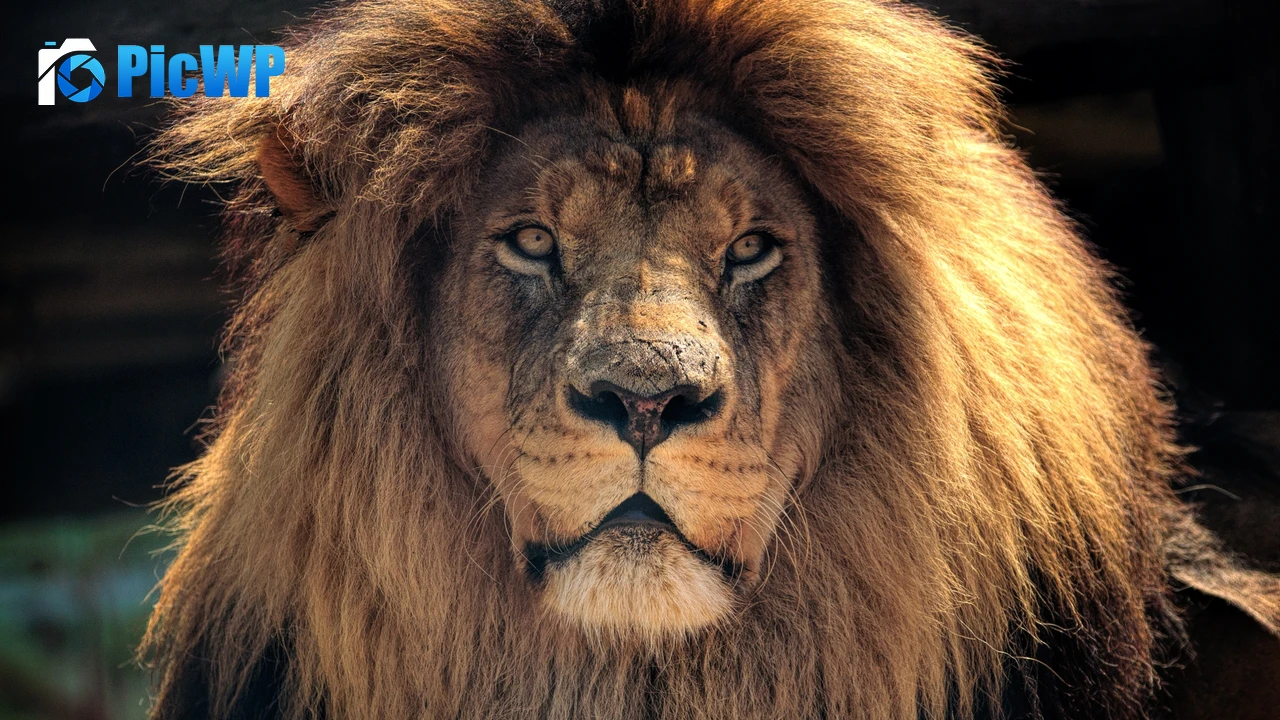African Lion Wild animal 4K PC Wallpaper