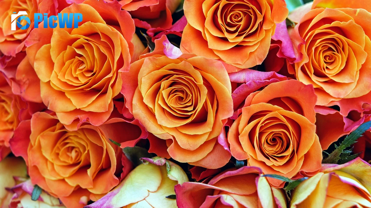 Rose flowers Orange flowers 4K PC Wallpaper