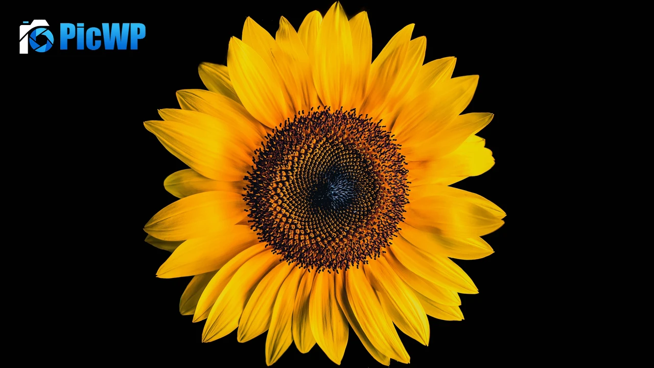 Sunflower AMOLED 4K PC Wallpaper
