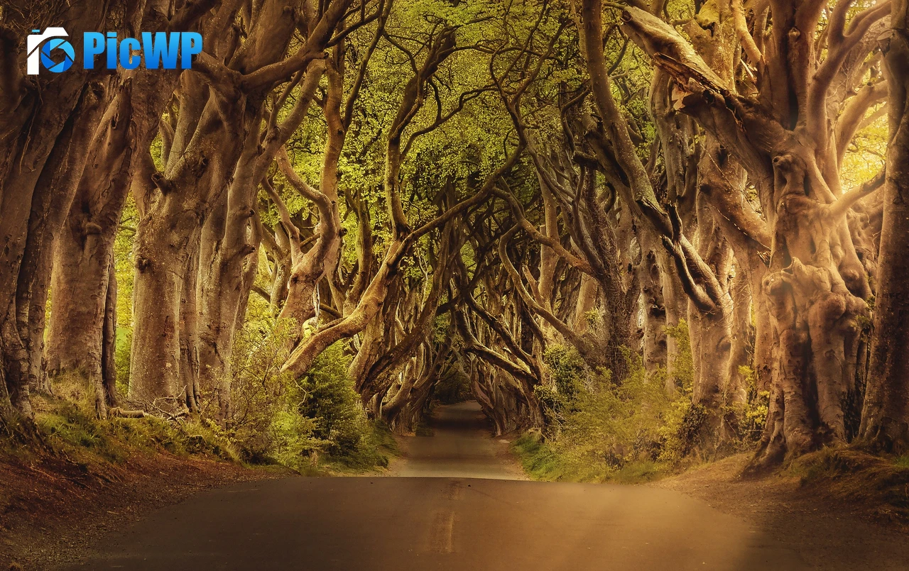 Avenue Trees Woods 4K PC Wallpaper