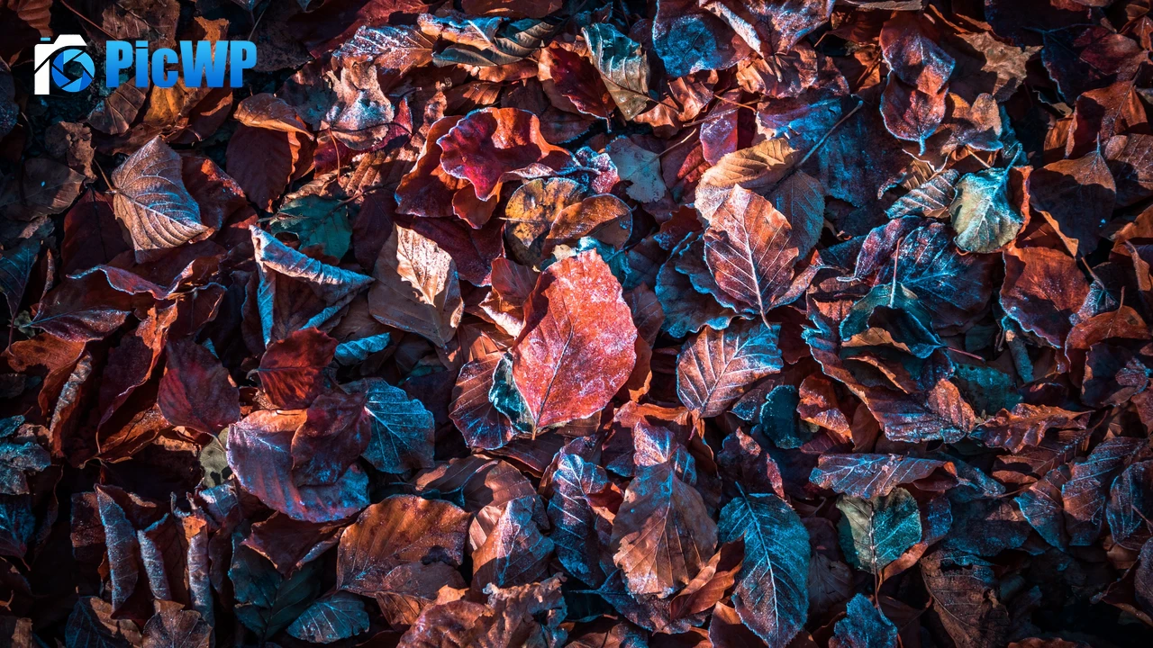Autumn leaves Purple 4K PC Wallpaper