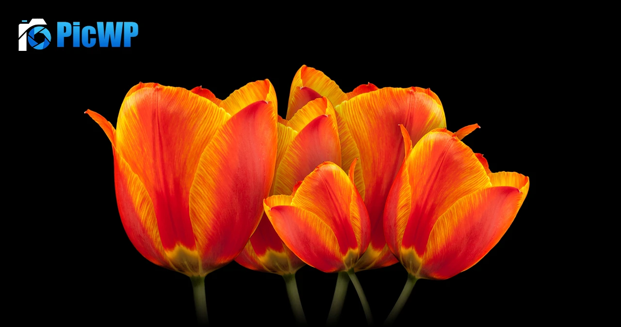 Orange tulips Black background 5K PC Wallpaper
