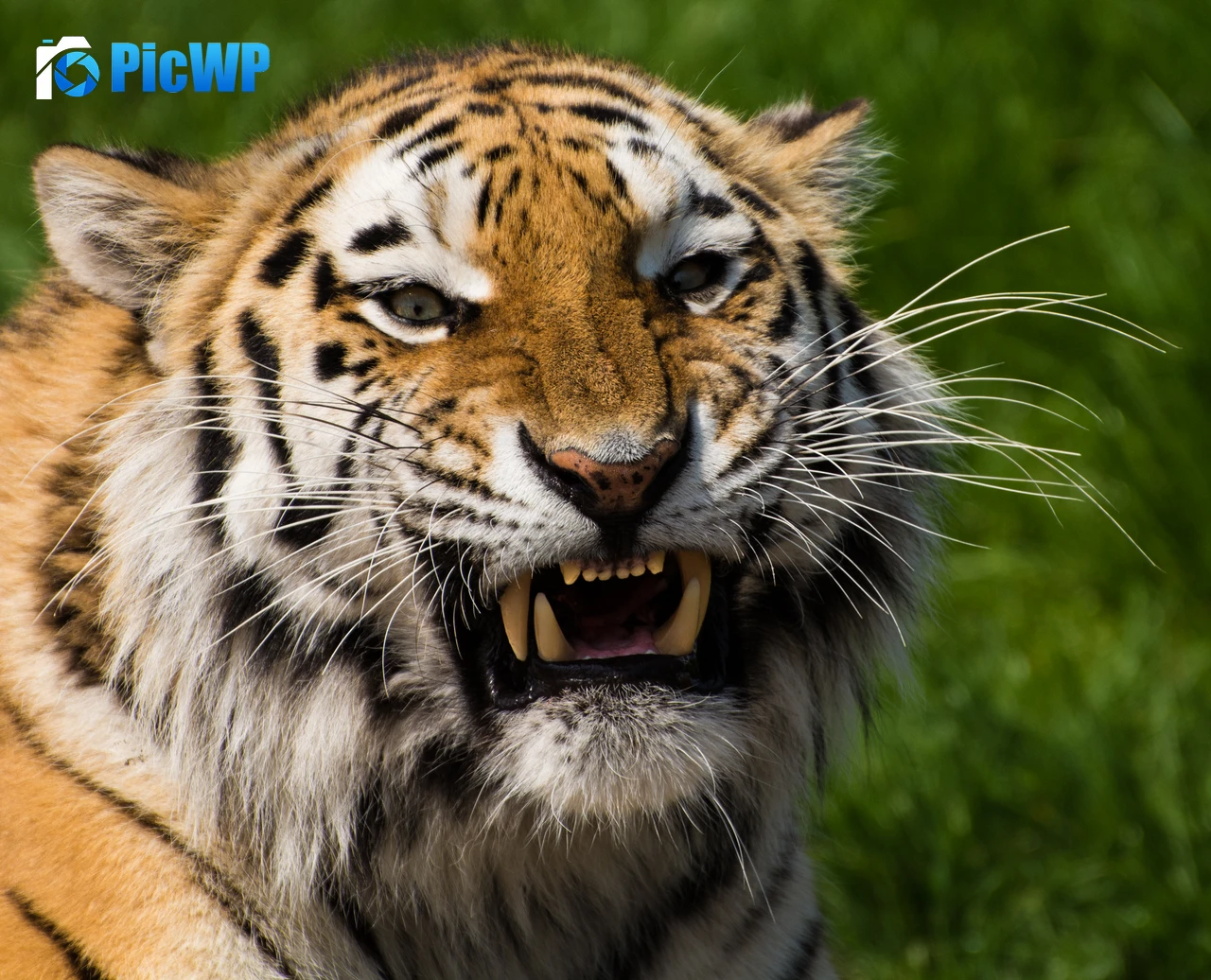 Tiger face Closeup 4K PC Wallpaper