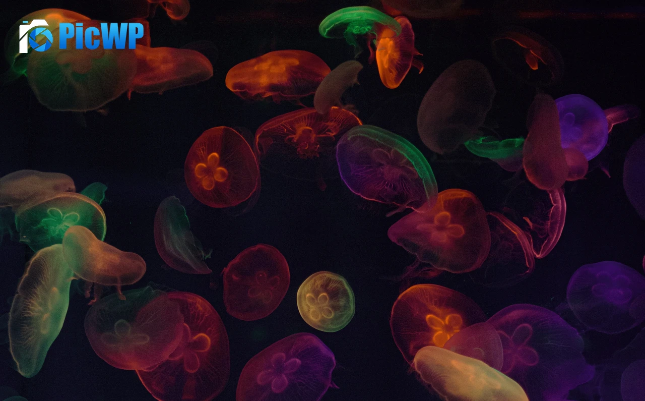 Jellyfishes Multicolor 4K PC Wallpaper