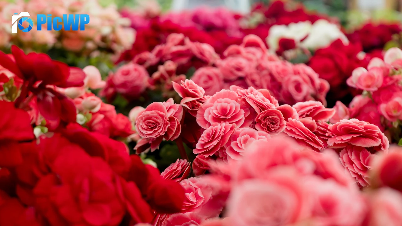 Pink flowers Blossom 4K PC Wallpaper