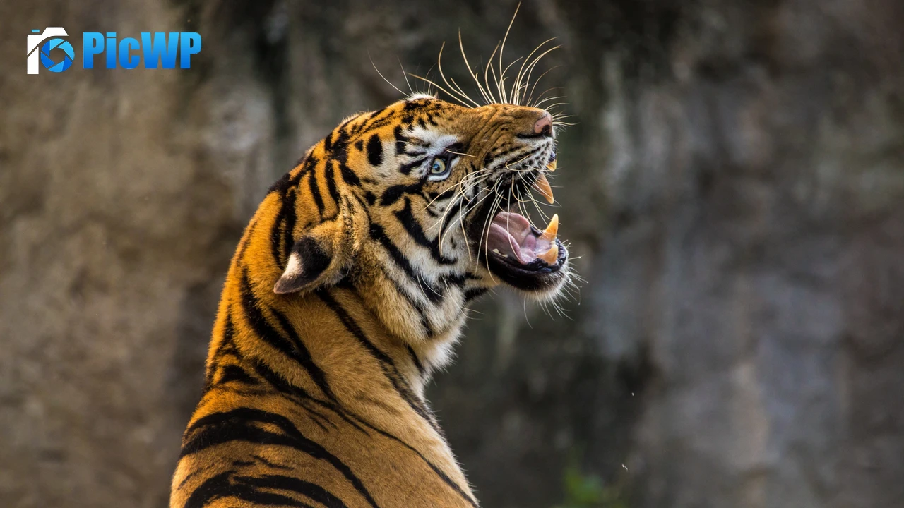 Bengal Tiger Roaring 4K PC Wallpaper