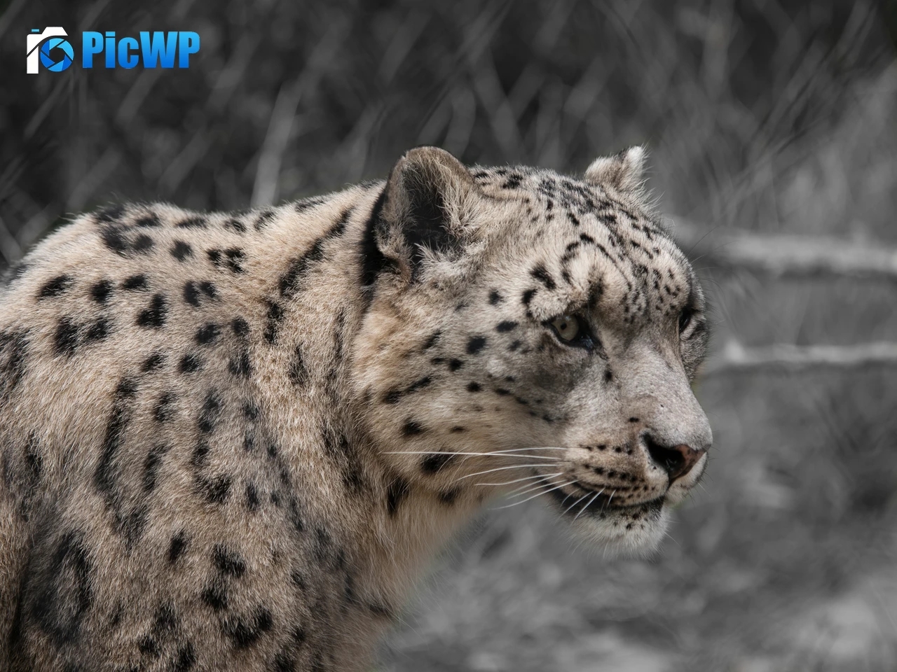 Snow leopard White 4K PC Wallpaper