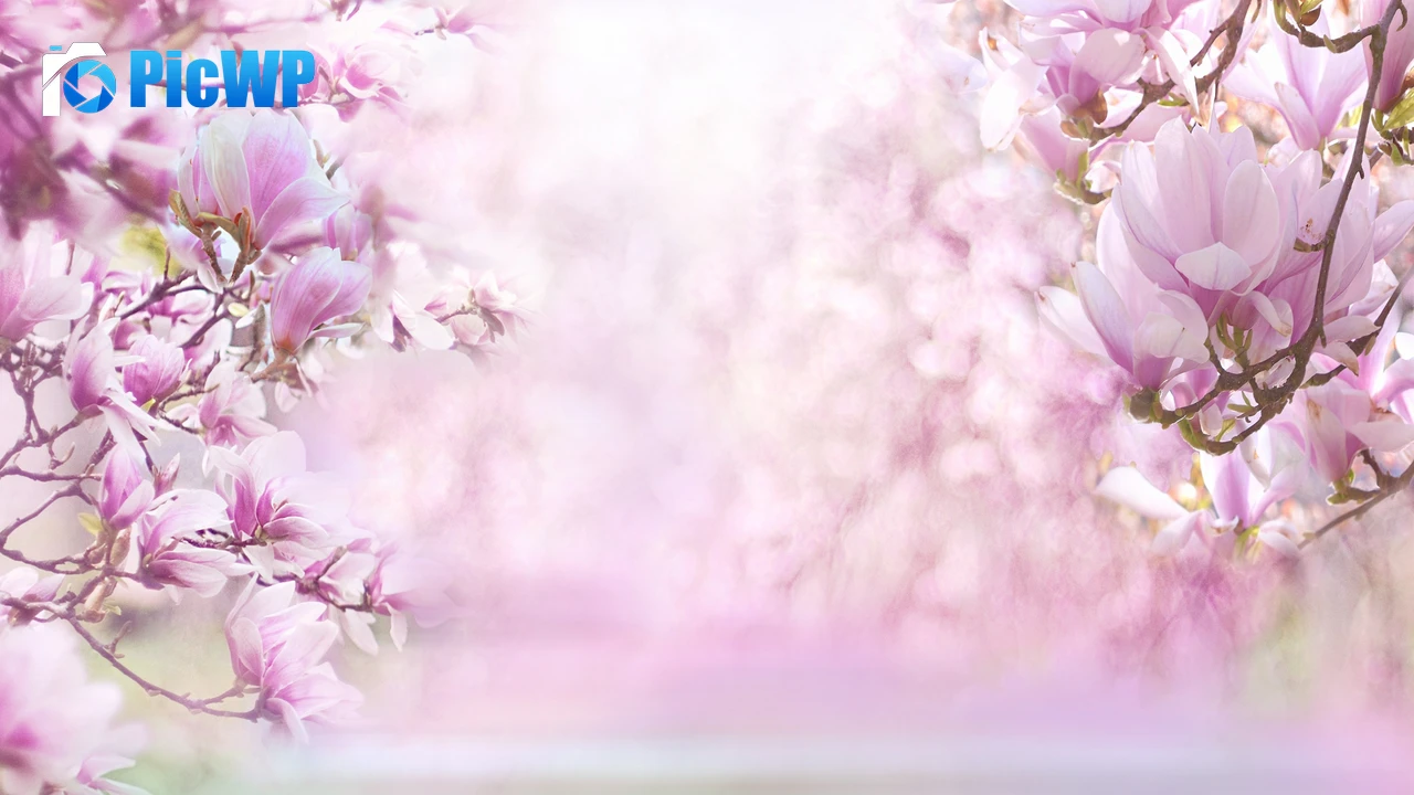 Magnolia flowers Blossom 4K PC Wallpaper