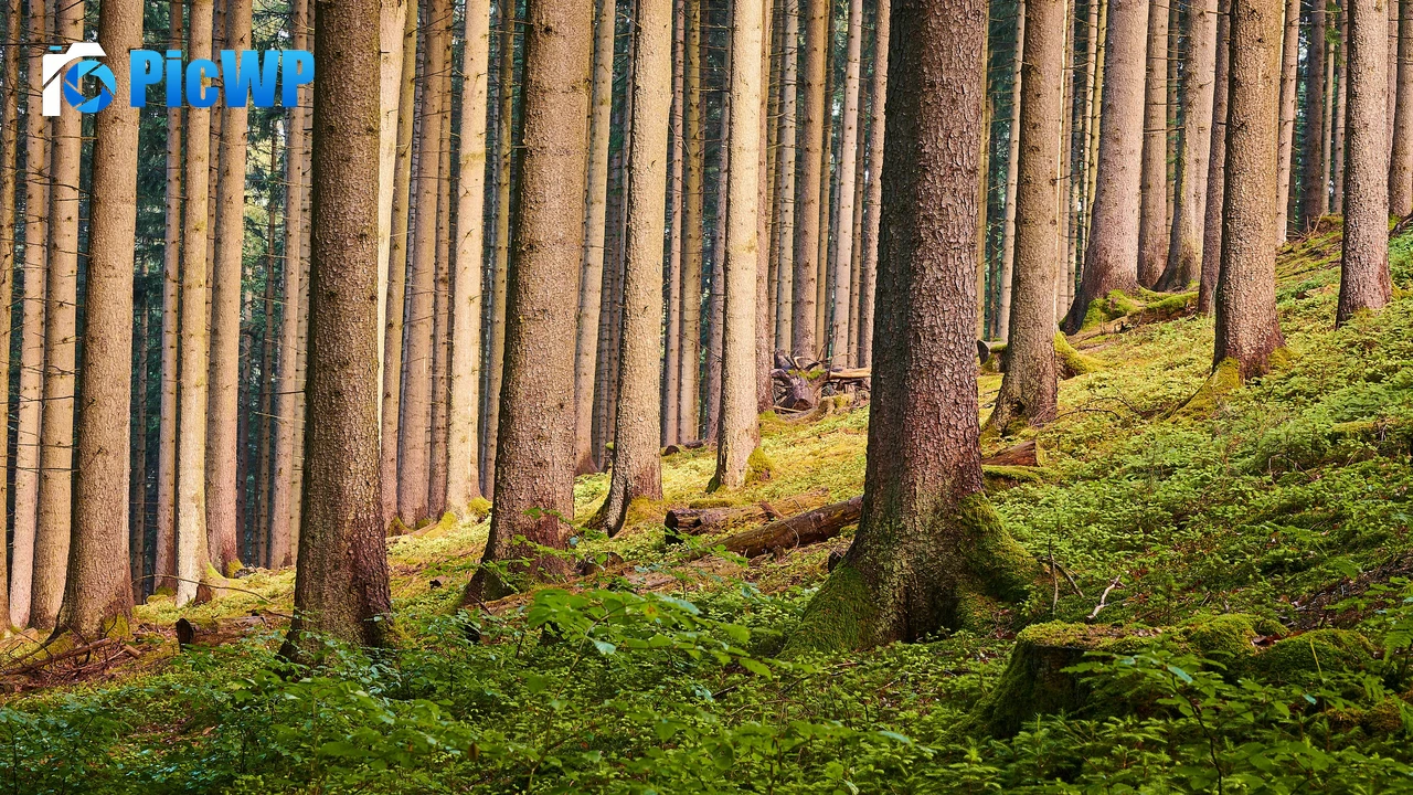 Tree Trunks Forest 3K PC Wallpaper
