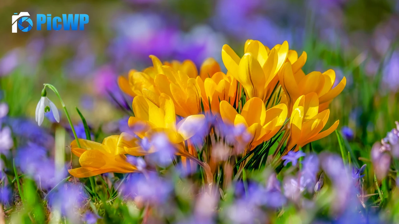 Saffron Flowers Yellow flowers 4K PC Wallpaper