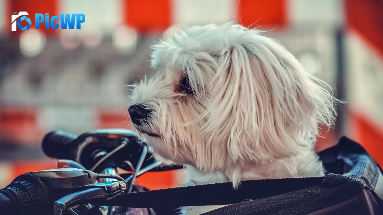 Maltese Dog White 4K PC Wallpaper