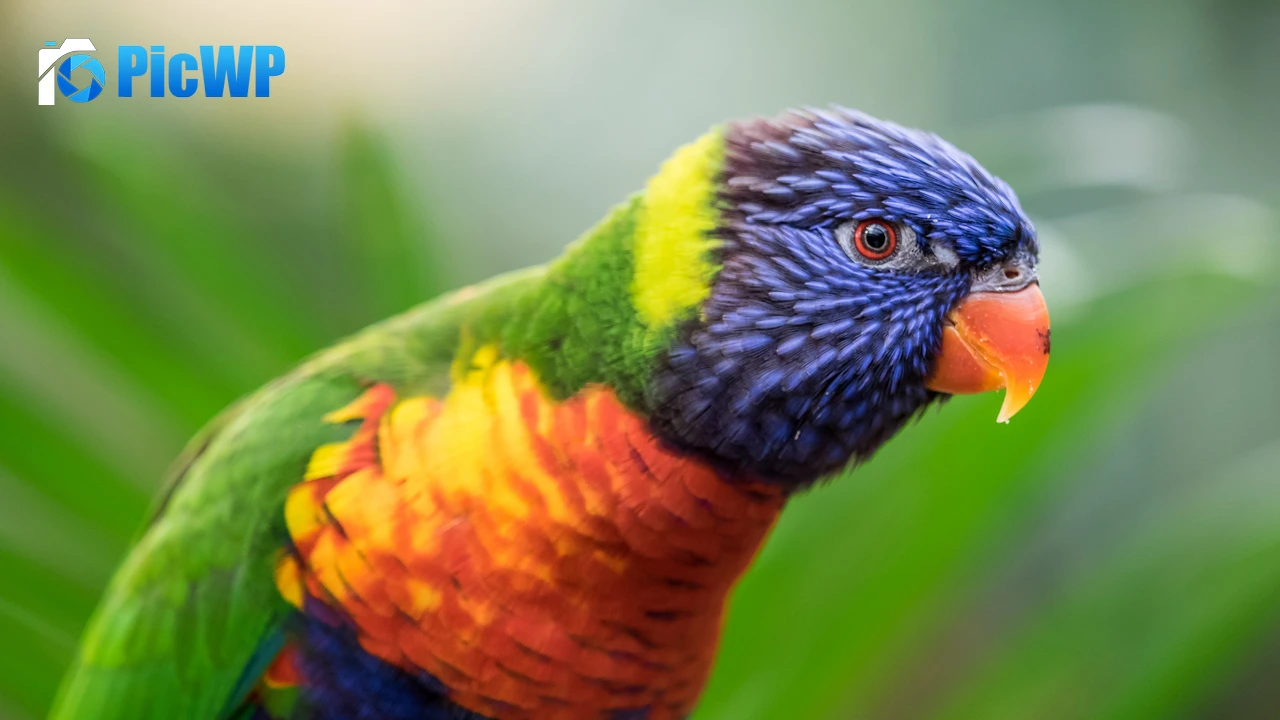 Rainbow Lorikeet Colorful 4K PC Wallpaper