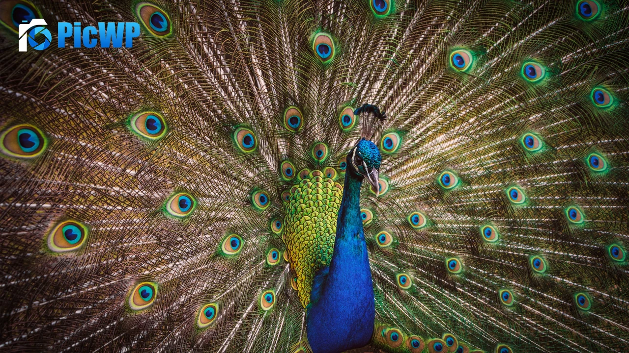 Blue Peacock Peafowl 4K PC Wallpaper