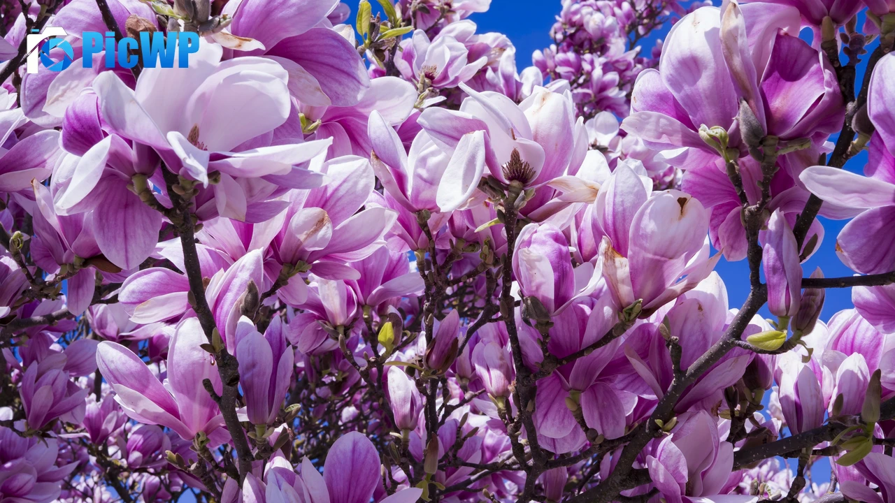 Magnolia flowers 4K PC Wallpaper
