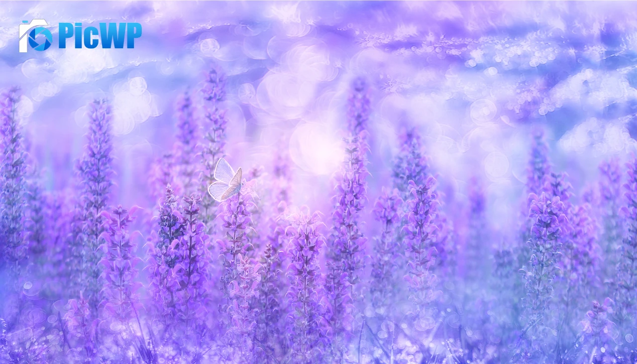 Sage Plant Violet flowers 4K PC Wallpaper