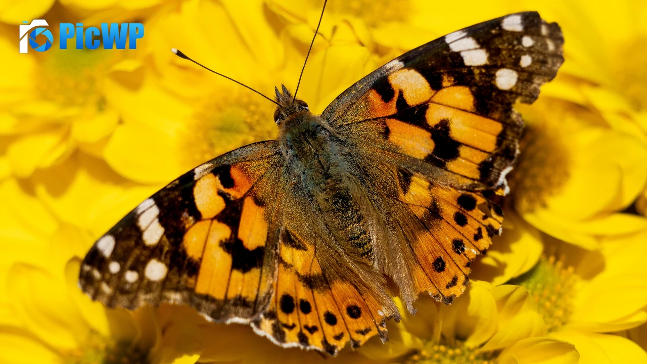 Painted Lady Yellow flowers 4K PC Wallpaper