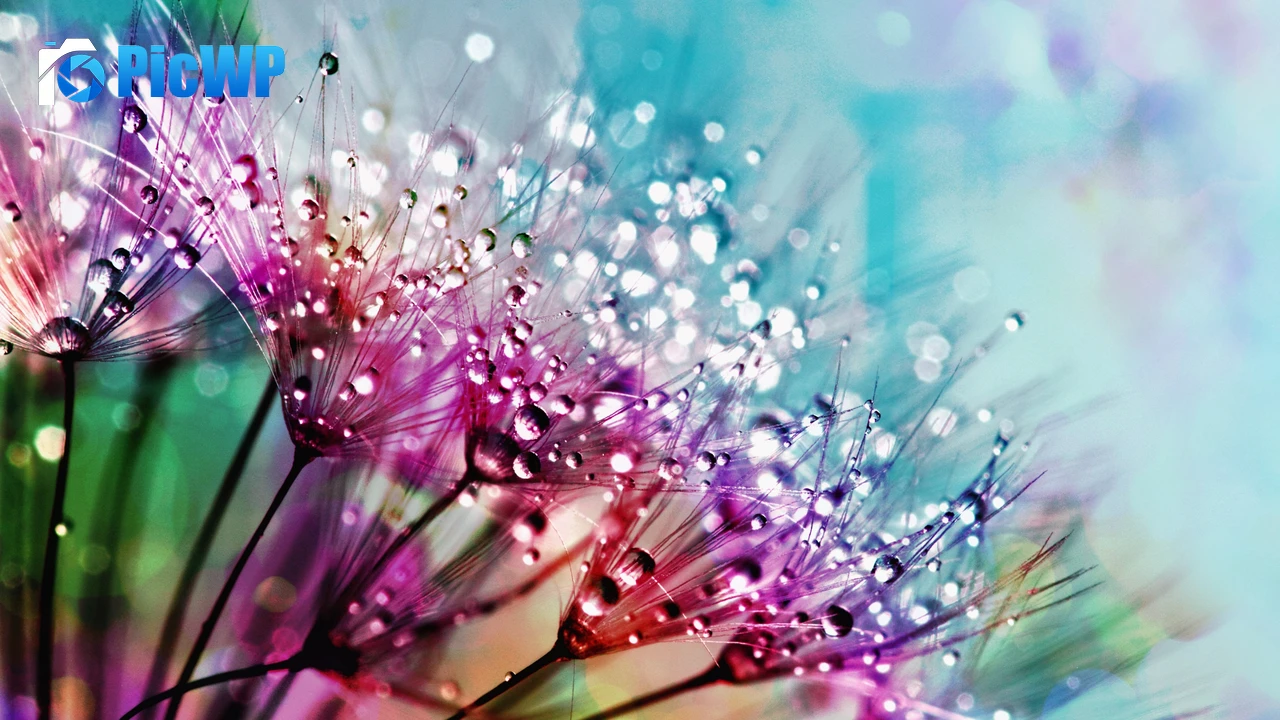 Dandelion flowers Multicolor 4K PC Wallpaper
