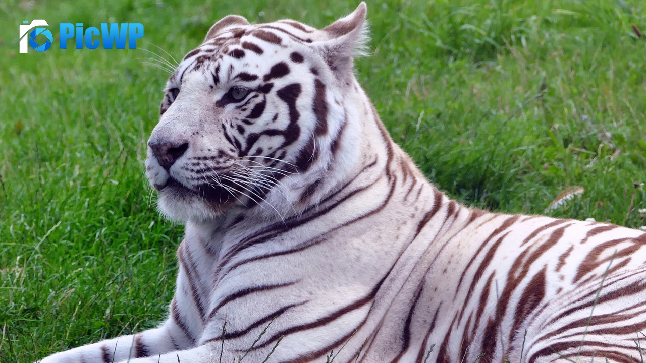 White tiger Green Grass 4K PC Wallpaper