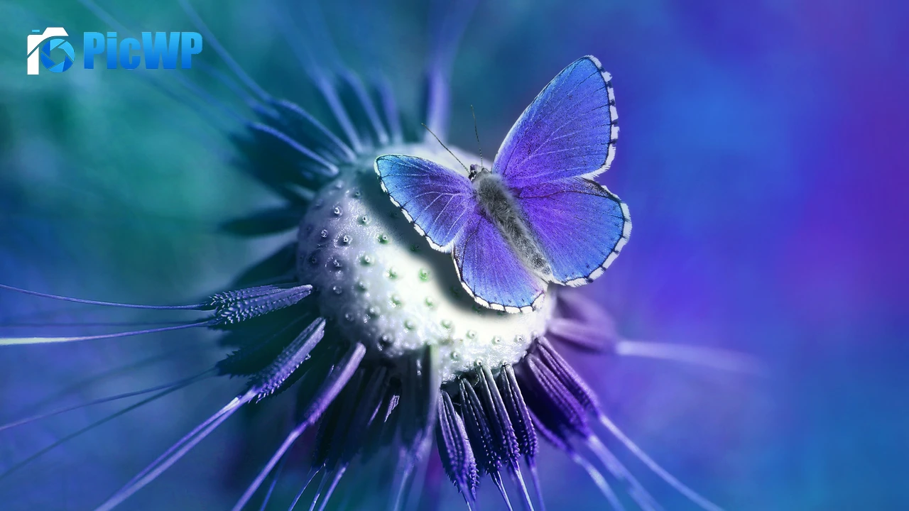 Butterfly Lycaenidae 4K PC Wallpaper