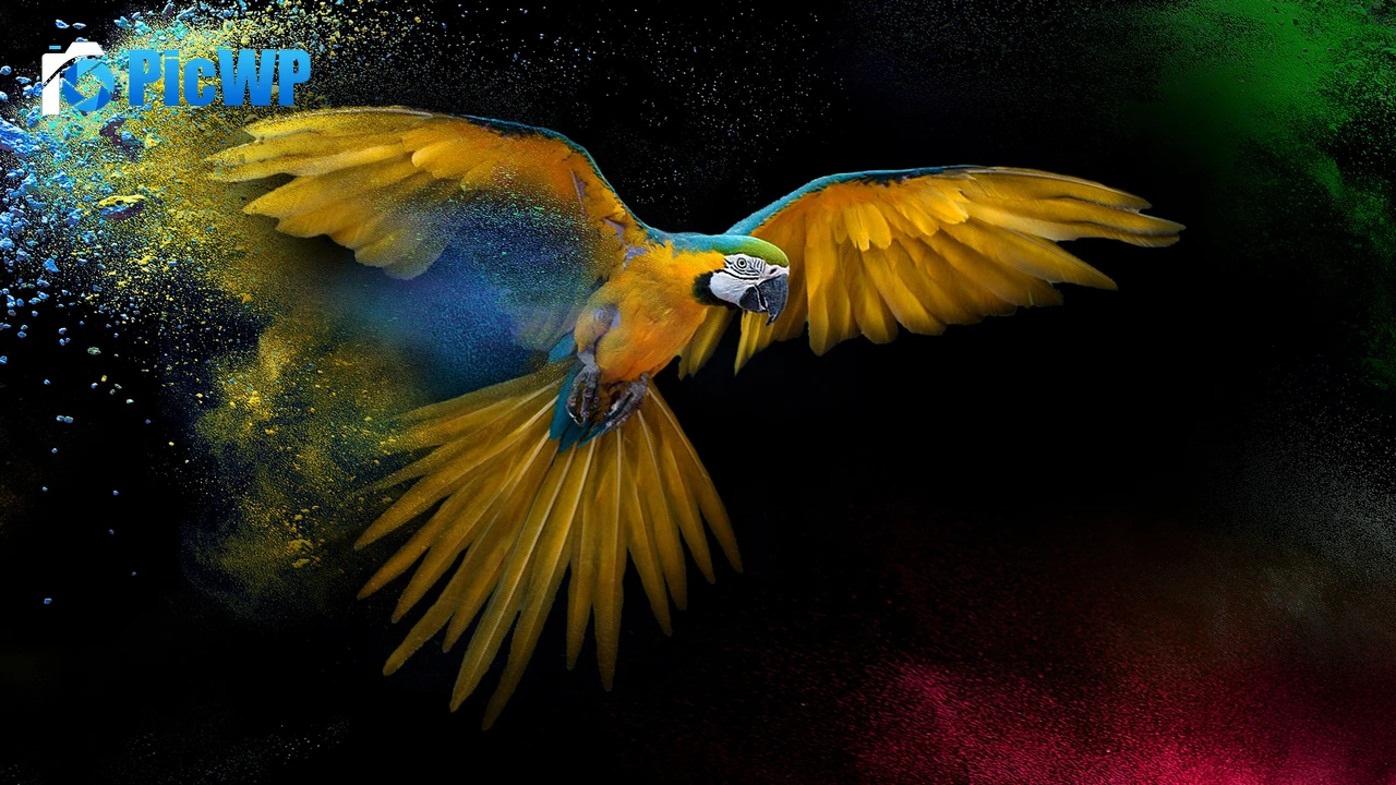 Macaw Wings 4K PC Wallpaper