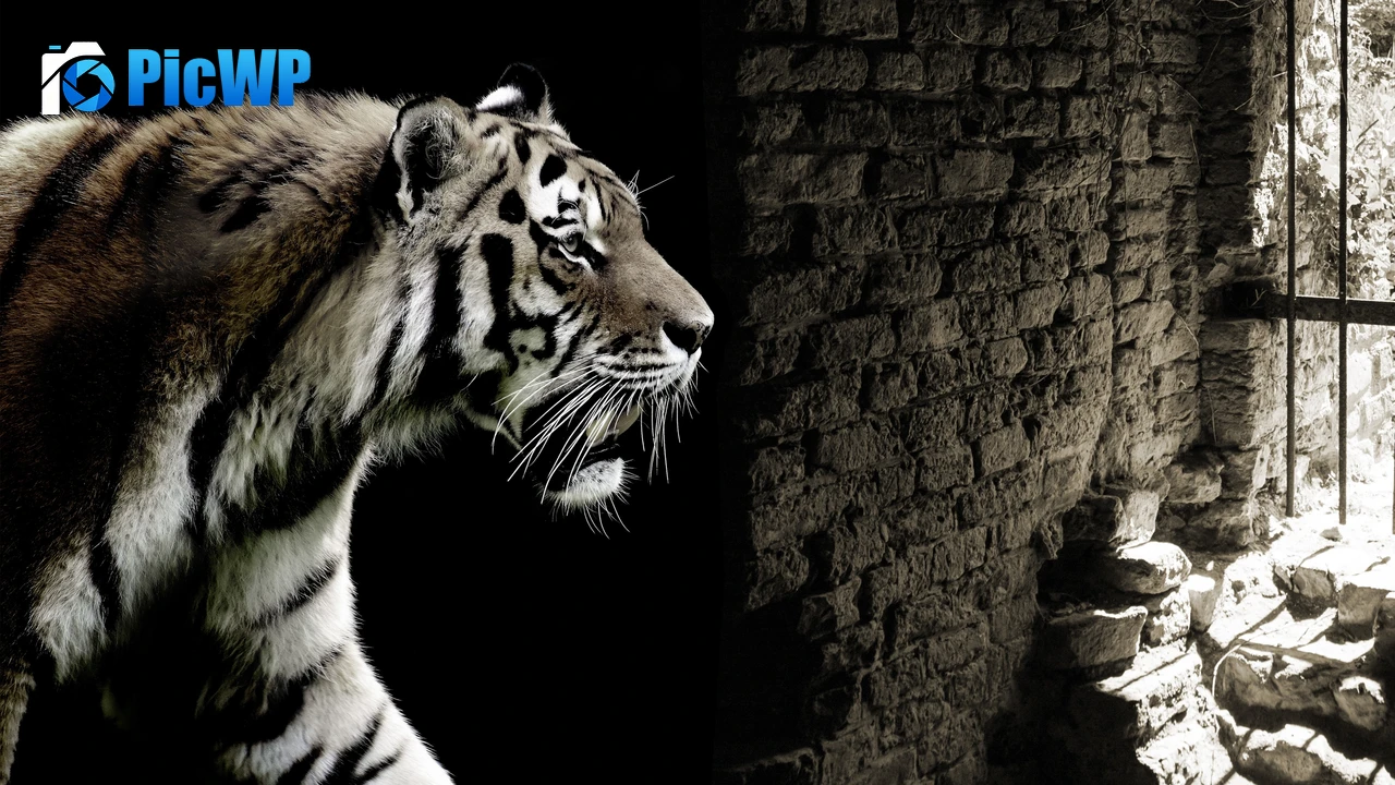 Tiger Brick wall 4K PC Wallpaper