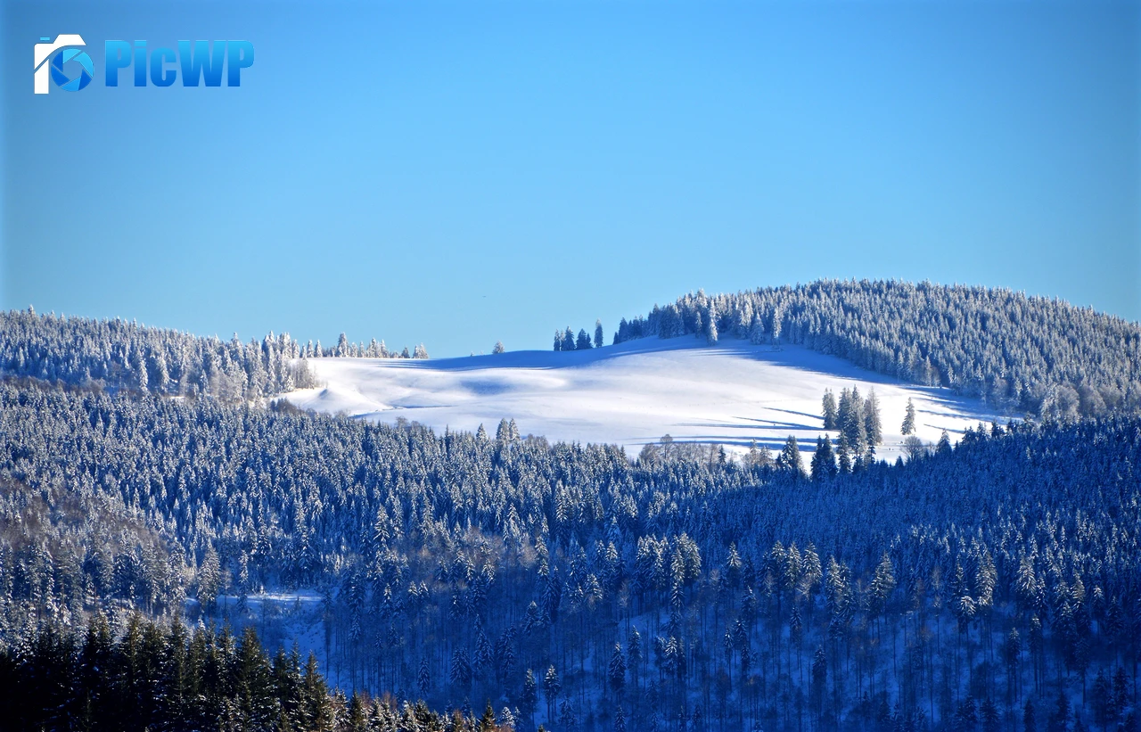 Winter forest Snow 4K PC Wallpaper