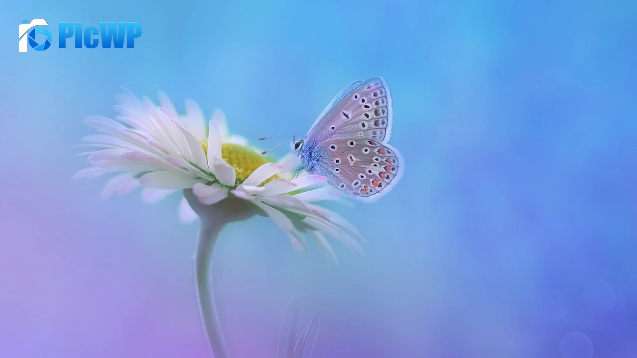 Butterfly Gradient background 4K PC Wallpaper