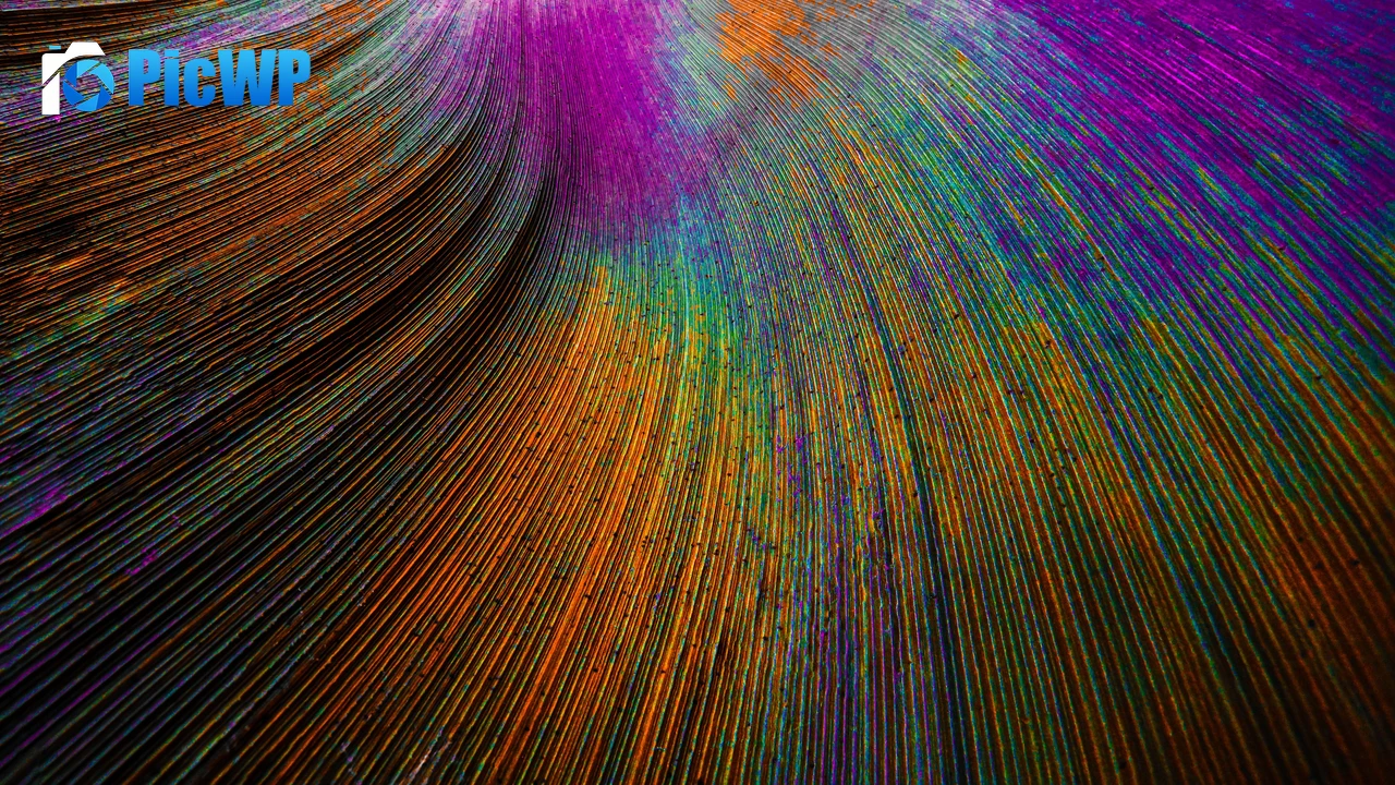 Peacock feather Curved lines 4K PC Wallpaper