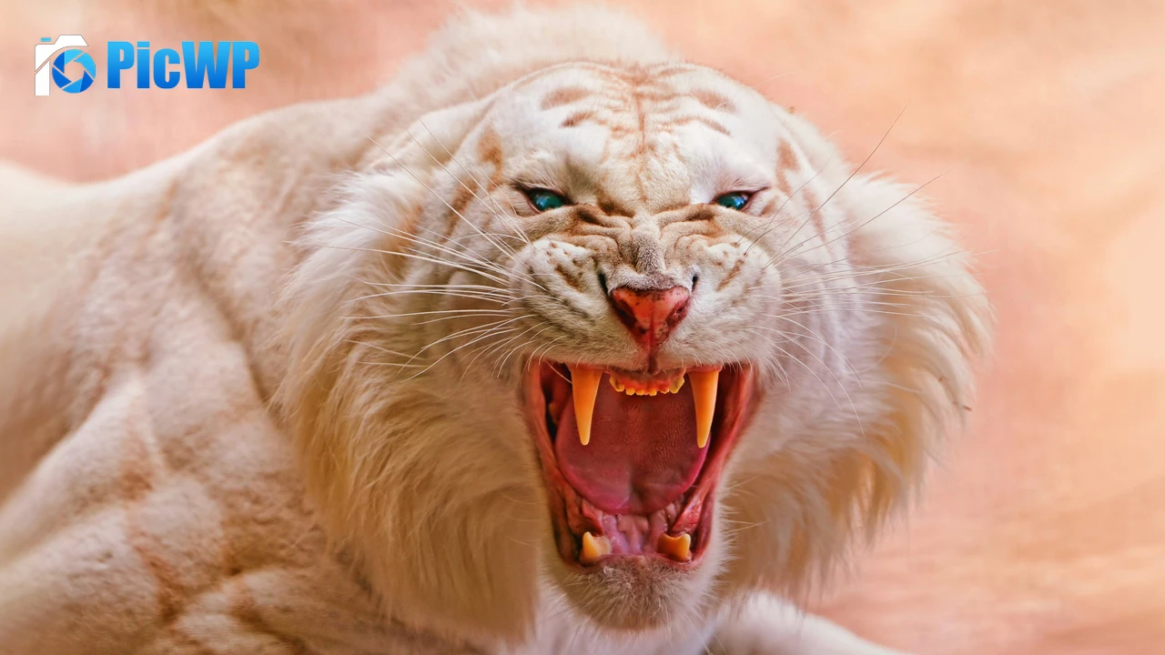 Roaring White tiger 4K PC Wallpaper