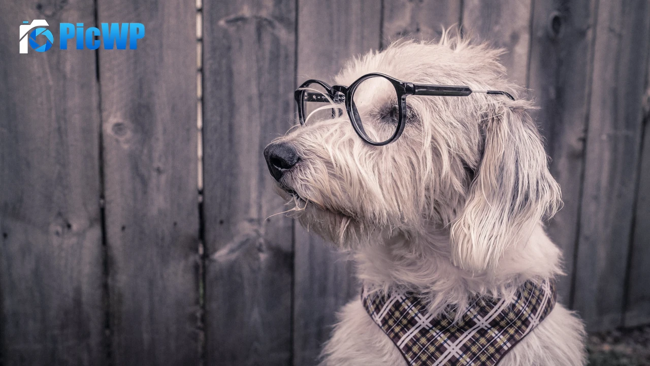 Dog Funny 4K PC Wallpaper