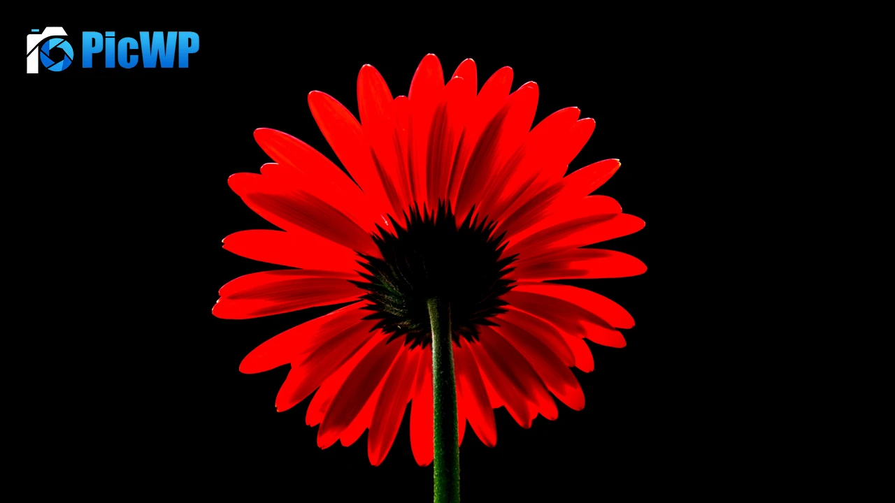 Red Gerbera Daisy Red flower 4K PC Wallpaper