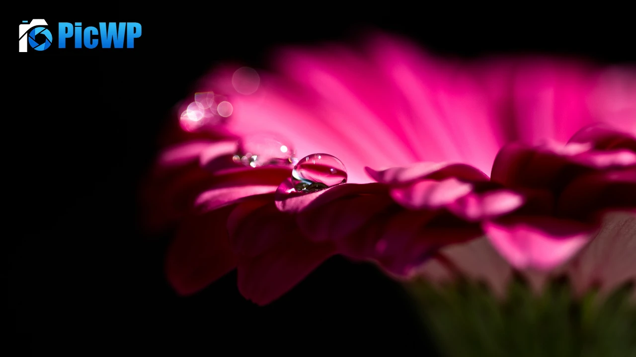 Pink Daisy Gerbera Daisy 4K PC Wallpaper
