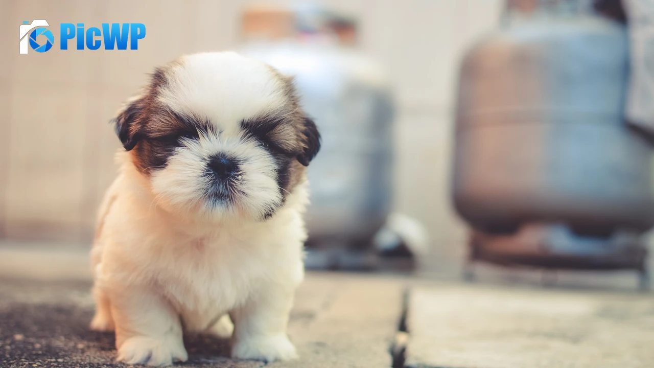 Cute puppies Saint Bernard 4K PC Wallpaper