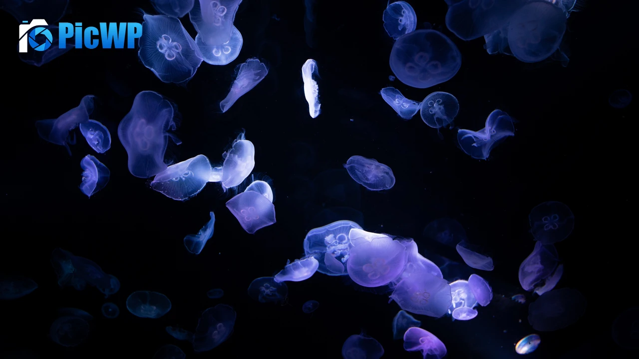 Jellyfishes 4K PC Wallpaper