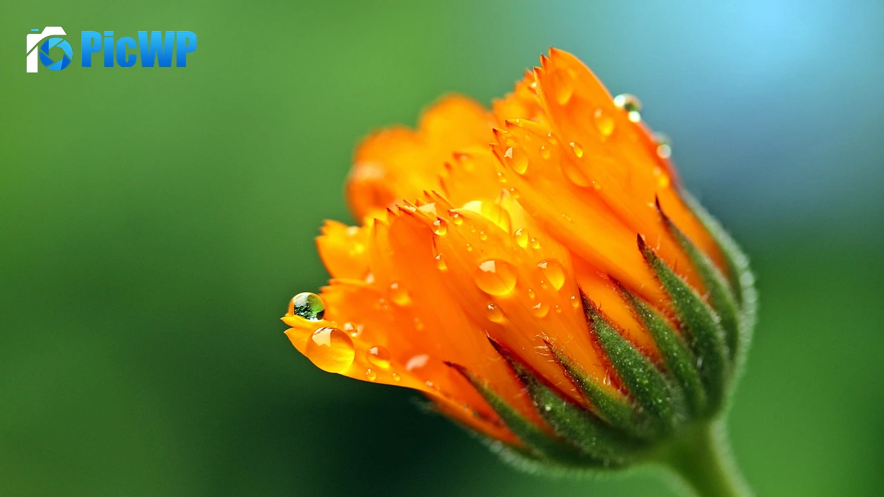 Marigold flower Calendula 4K PC Wallpaper
