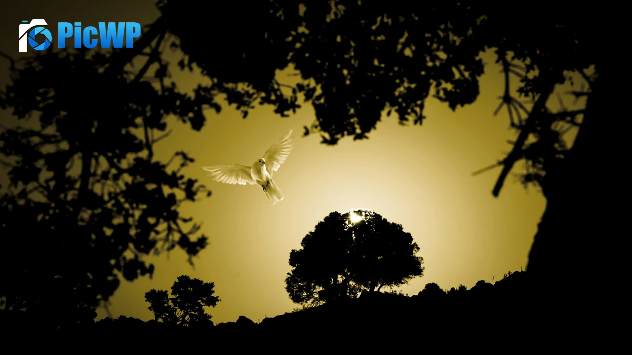 Dove Flying bird 4K PC Wallpaper