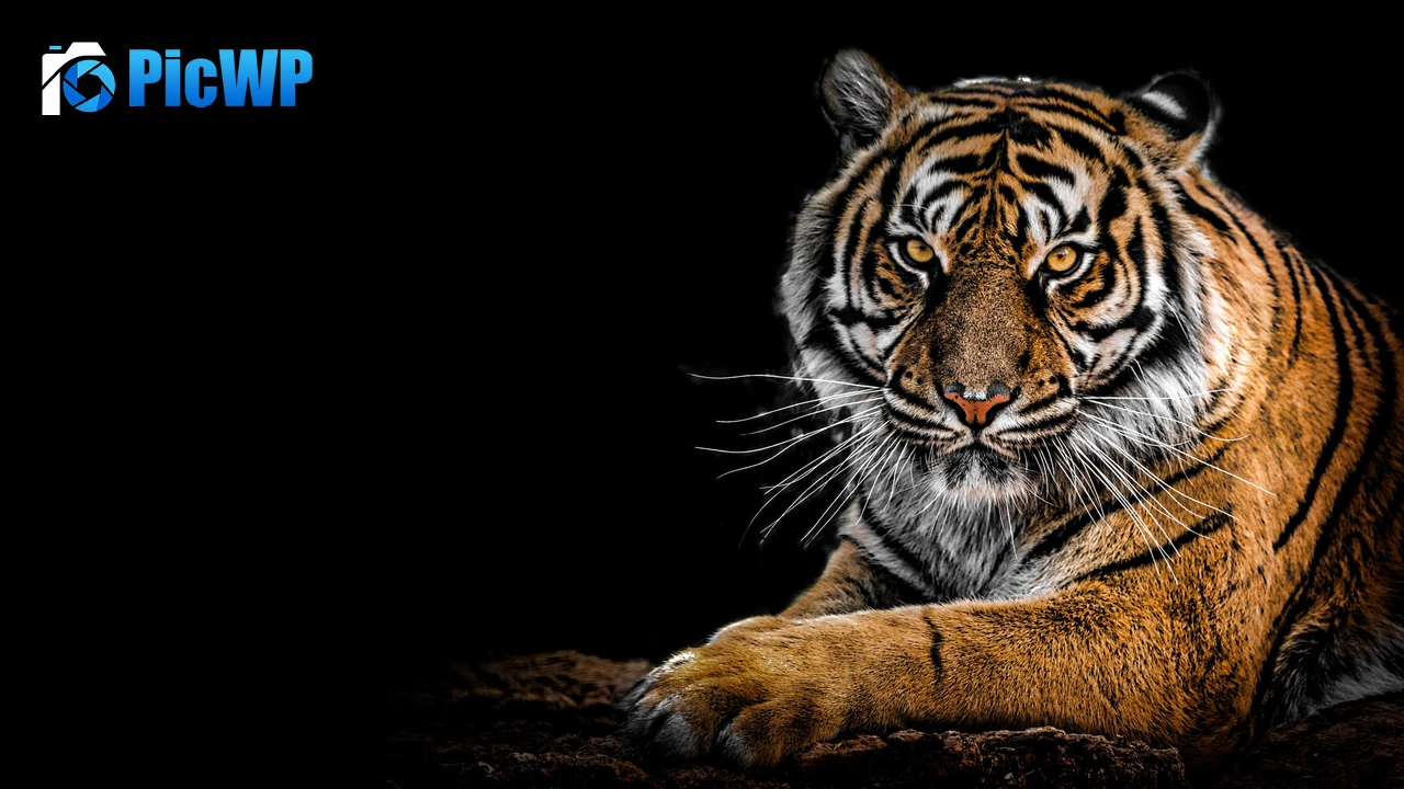 Bengal Tiger AMOLED 4K PC Wallpaper