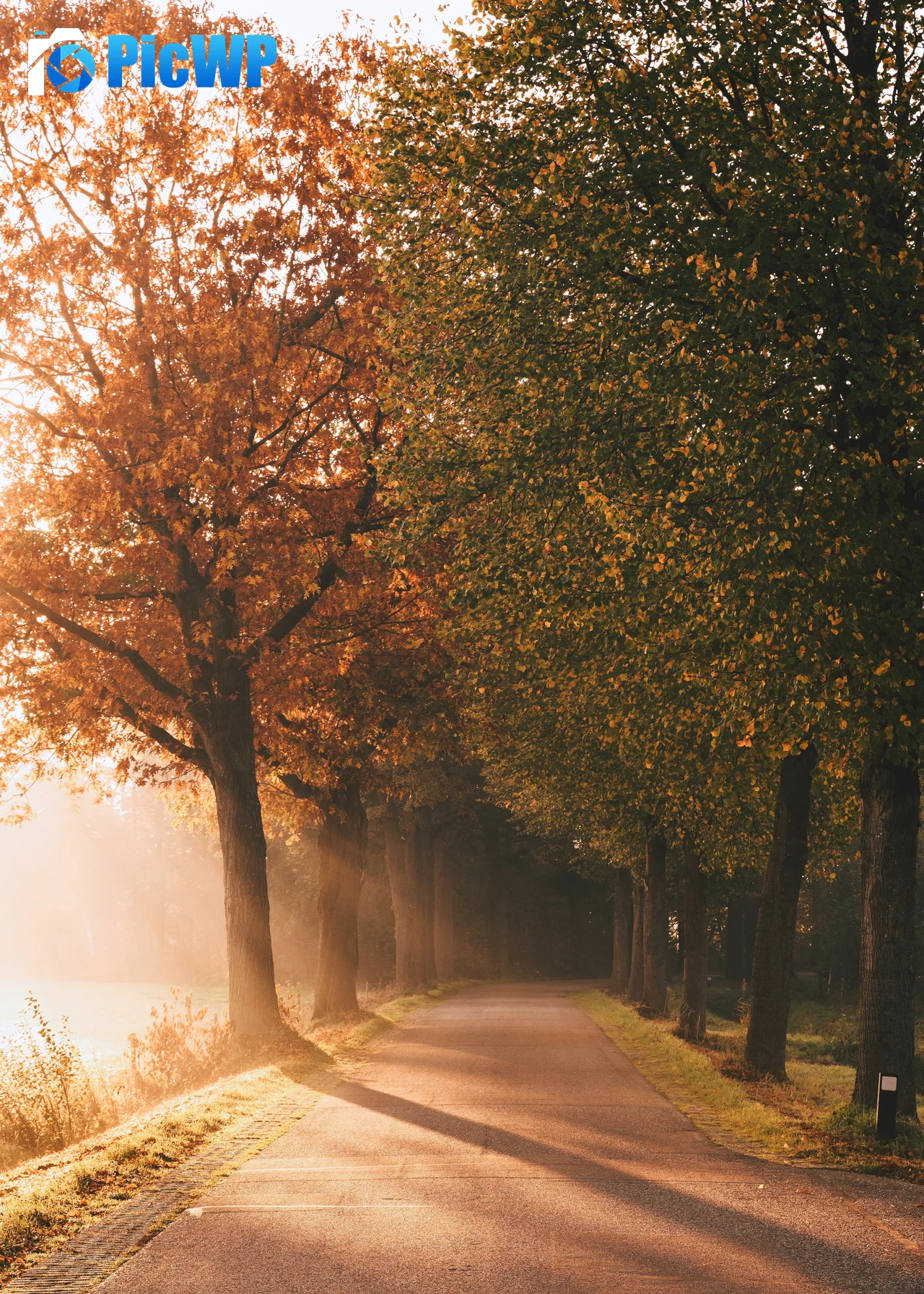 Autumn Sunlight 6K Mobile Wallpaper
