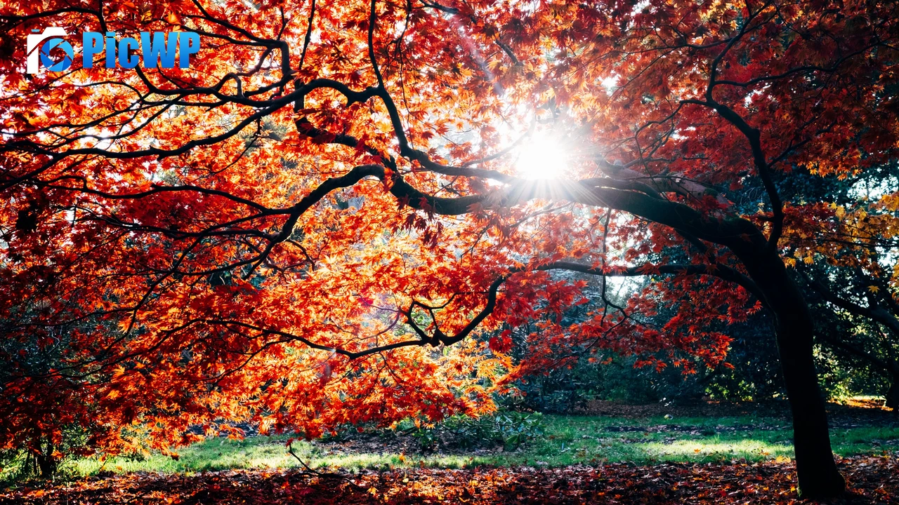 Autumn Fall 4K PC Wallpaper