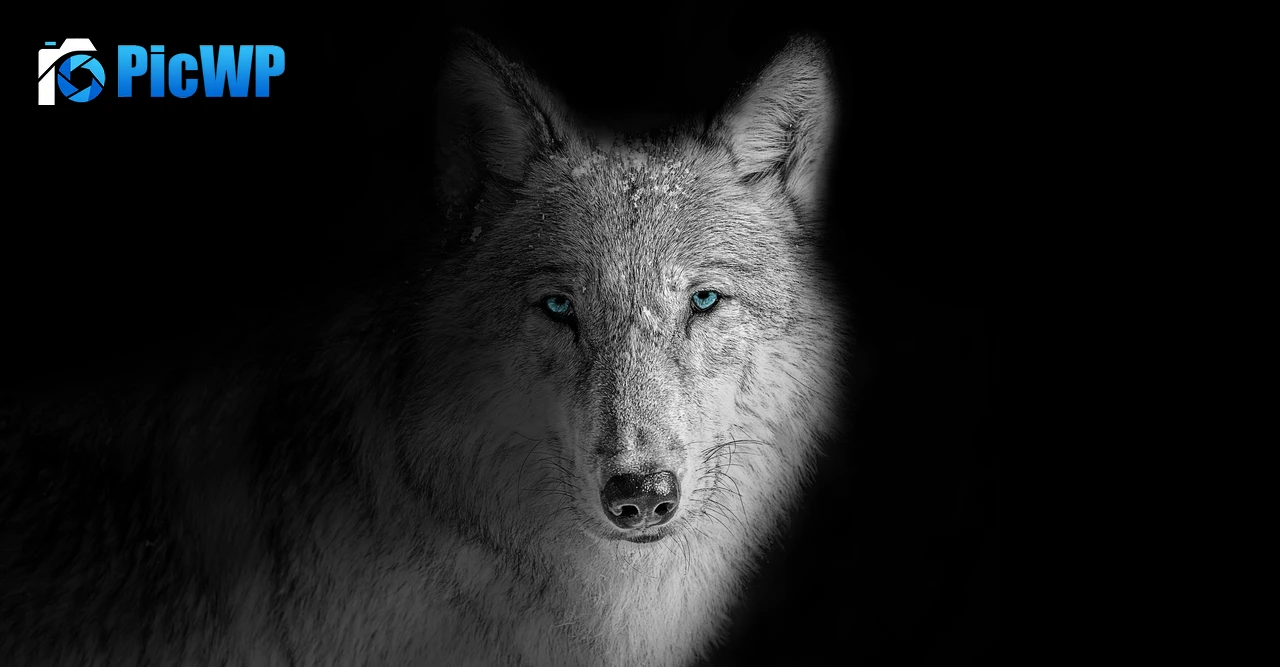 Wolf Beast 4K PC Wallpaper