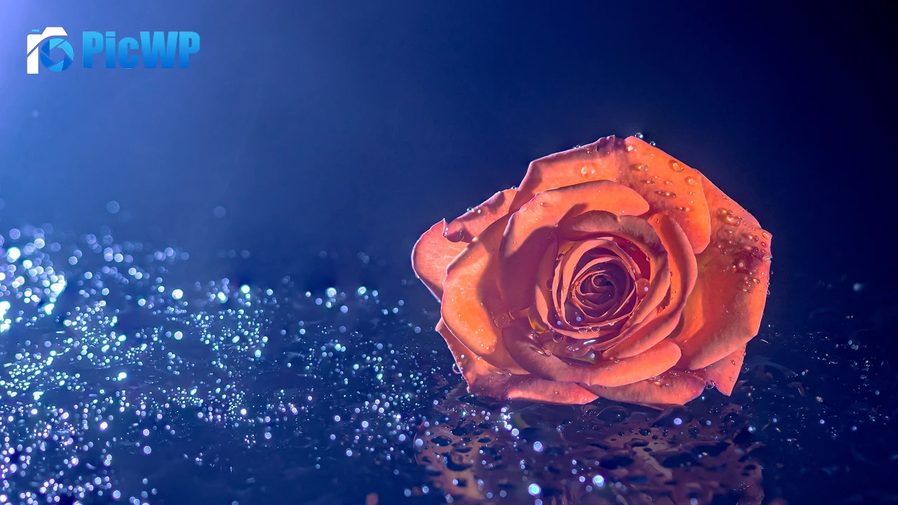 Orange Rose Droplets 4K PC Wallpaper