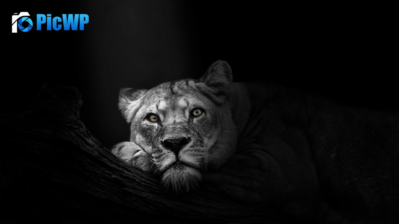Lioness African 4K PC Wallpaper