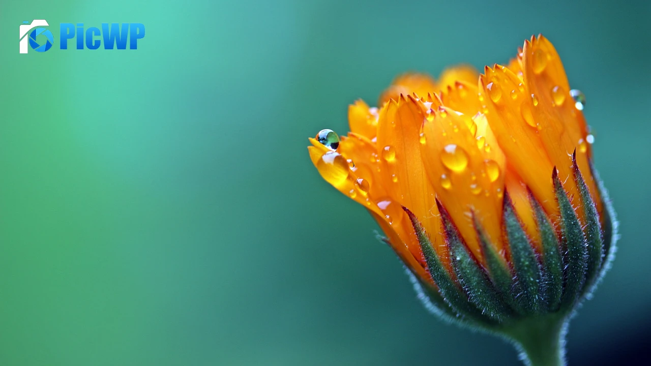 Marigold flower 4K PC Wallpaper