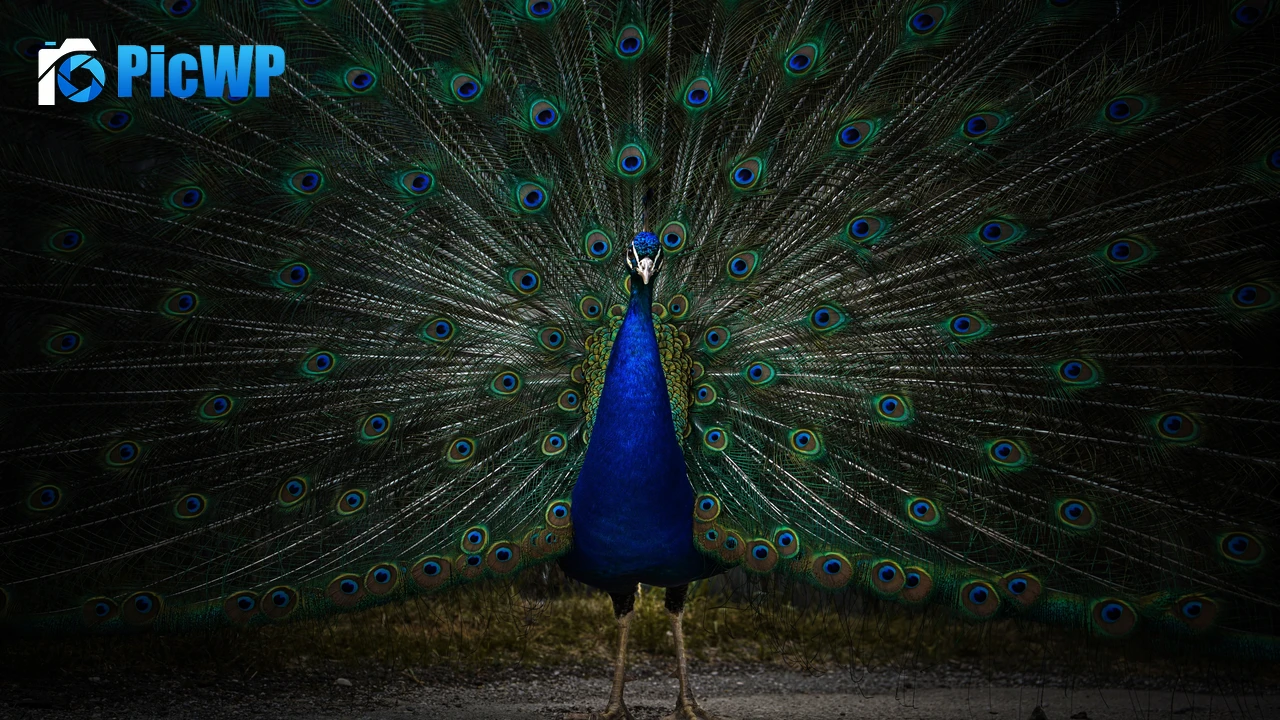 Peacock Peafowl 4K PC Wallpaper