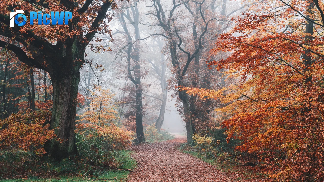 Autumn Forest 4K PC Wallpaper