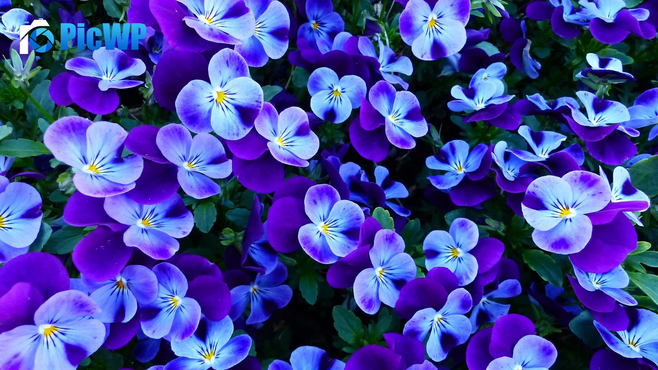 Pansy flowers Pansies 4K PC Wallpaper